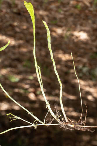 Lilaeopsis carolinensis #8